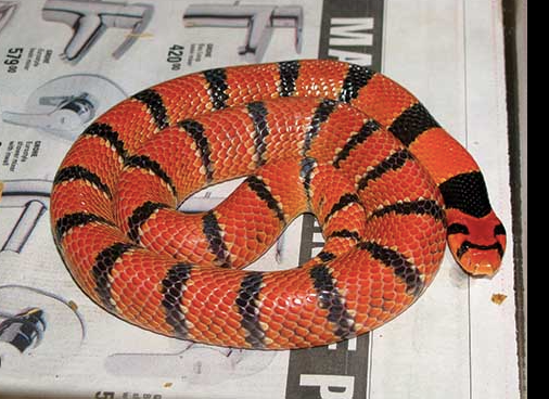 Cape-Coral-Cobra-For-Sale.png Cape Coral Cobra For Sale - Image 1