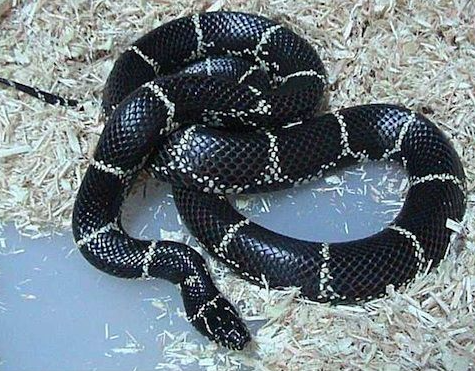 Chain-Kingsnake-for-Sale.png Eastern Chain Kingsnake for Sale - Image 1