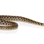 Checkered Garter Snake For Sale