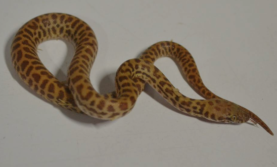 Childrens-Python-for-Sale.png Children’s Python for Sale - Image 1