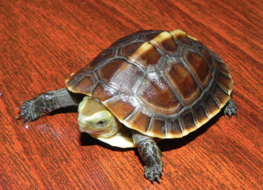Chinese-Box-Turtle-for-Sale-1-2-1.png Chinese Box Turtle for Sale - Image 1
