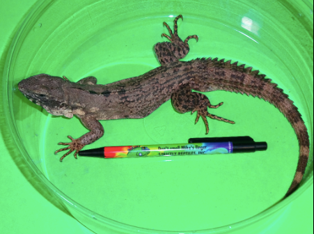 Clubtail-Iguana-for-Sale.png Clubtail Iguana for Sale - Image 1