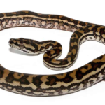 Coastal Carpet Python for Sale
