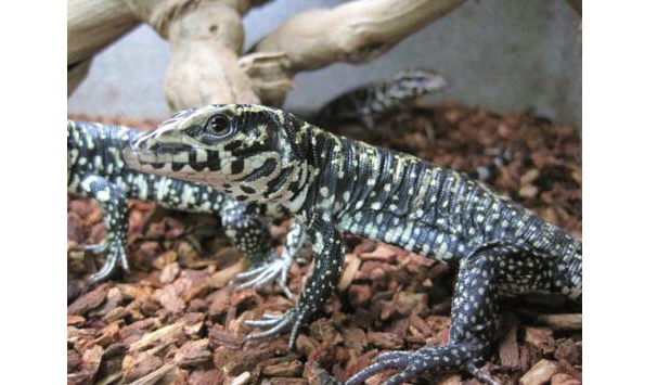 Colombian-Tegu-for-Sale.png Colombian Tegu for Sale - Image 1