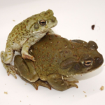 Colorado River Toad