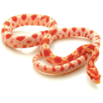 Albino Corn Snake for Sale