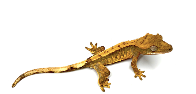 Crested-Gecko-for-Sale-1-e1754945930677.png Crested Gecko for Sale - Image 1