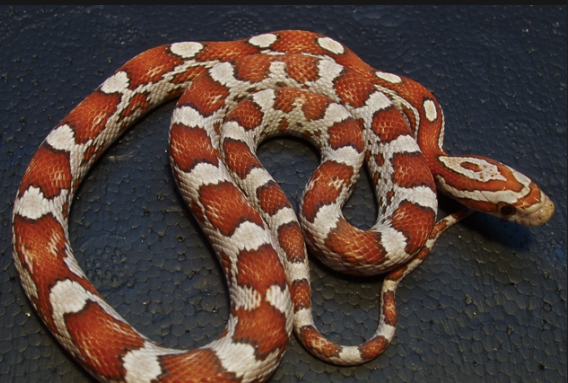 Crimson-Corn-Snake-for-Sale-e1756214407681.png Crimson Corn Snake for Sale - Image 1