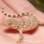 Crocodile Gecko For Sale