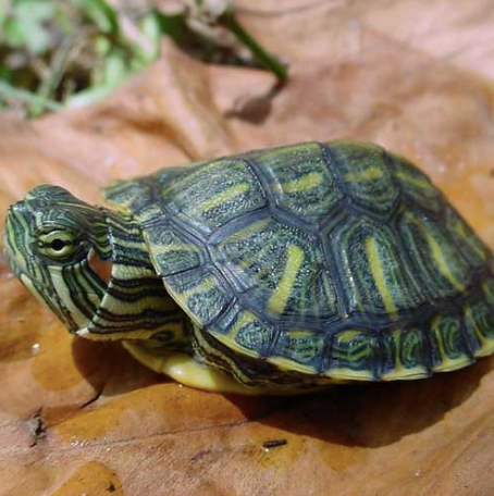 Cumberland-Slider-Turtle-for-Sale-1.png Cumberland Slider Turtle for Sale - Image 1