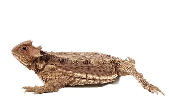 Desert-Horned-Lizard-for-Sale.png Desert Horned Lizard for Sale - Image 1