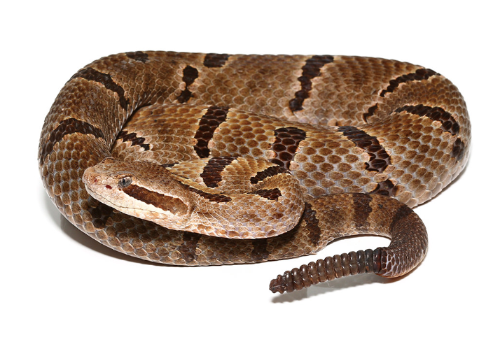Durango-Mountain-Rattlesnake.png Durango Mountain Rattlesnake For Sale - Image 1