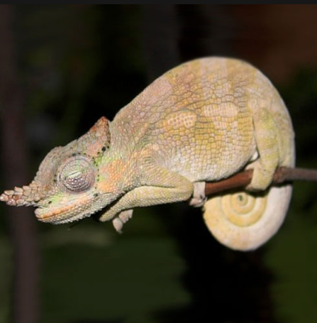 Dwarf-Fischers-Chameleon-for-Sale.png Dwarf Fischer’s Chameleon for Sale - Image 1