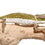 Dwarf Nose Horned Chameleon for Sale