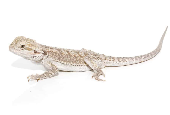 Eastern-Bearded-Dragon.png Eastern Bearded Dragon For Sale - Image 1