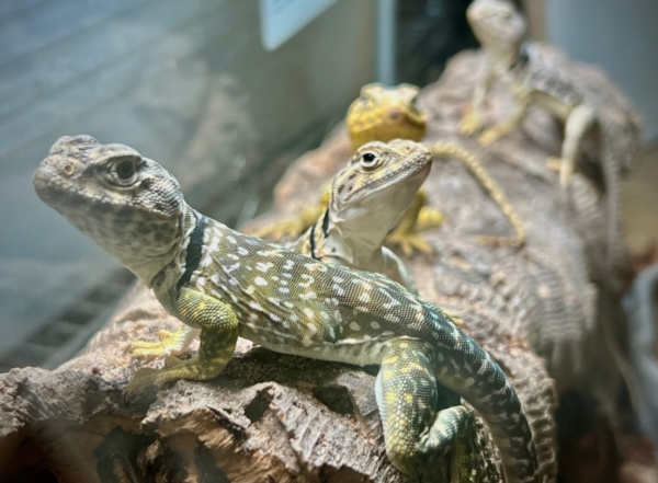Eastern-Collared-Lizard-for-Sale-600x441-1.png Eastern Collared Lizard for Sale - Image 1