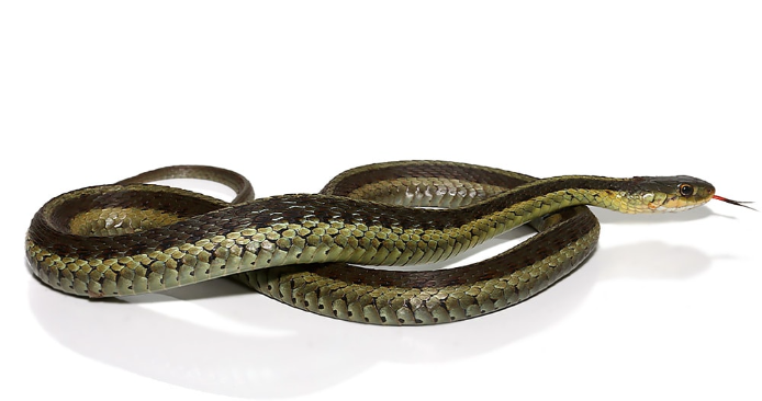 Eastern-Garter-Snake.png Eastern Garter Snake For Sale - Image 1