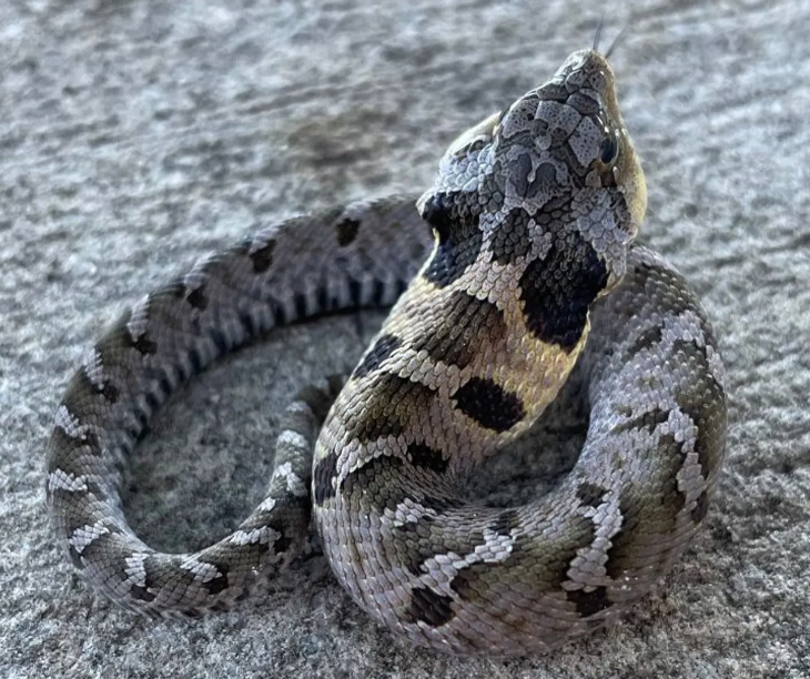 Eastern-Hognose-Snake-for-Sale.png Eastern Hognose Snake for Sale - Image 1