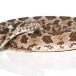 Egyptian Egg Eating Snake For Sale