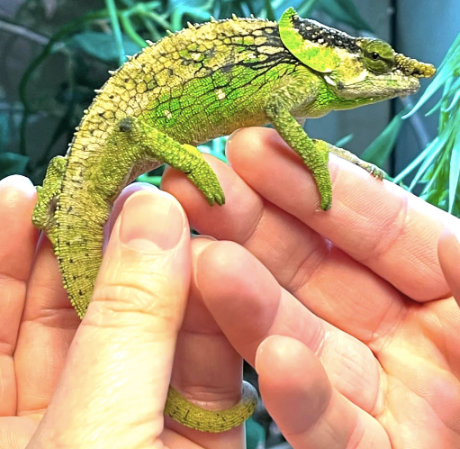 Elephant-Eared-Chameleon-for-Sale.png Elephant Ear Chameleon for Sale - Image 1