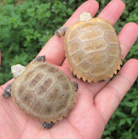 Elongated-Tortoise-for-Sale.png Elongated Tortoise For Sale - Image 1