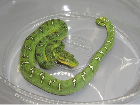 Emerald-Tree-Boa-for-Sale-2.png Emerald Tree Boa for Sale - Image 1