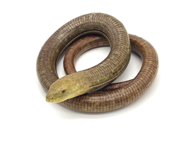 European-Legless-Lizard-for-Sale-600x495-1.png European Legless Lizard for Sale - Image 1