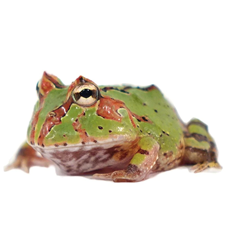 Fantasy-Pacman-Frog-for-Sale.png Fantasy Pacman Frog for Sale - Image 1