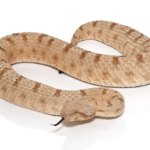 Field’s Horned Viper For Sale