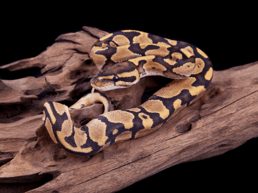 Fire-Ball-Python-for-Sale.png Fire Ball Python for Sale - Image 1