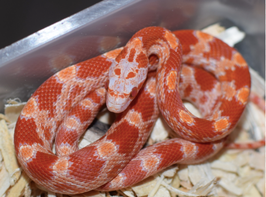 Fire-Corn-Snake-for-Sale-e1756214650933.png Fire Corn Snake for Sale - Image 1
