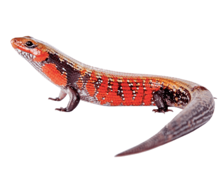 Fire-Skink-for-Sale-e1754959249148.png Fire Skink for Sale - Image 1