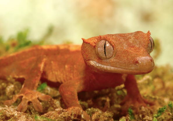 Flame-Dalmatian-Crested-Gecko-600x418-1-e1754947732164.png Flame Dalmatian Crested Gecko For Sale - Image 1