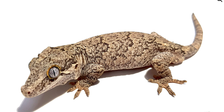 Gargoyle-Gecko-for-Sale-1.png Reticulated Gargoyle Gecko For Sale - Image 1
