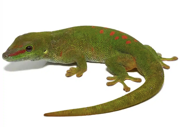 Giant-Day-Gecko-for-Sale.png Giant Day Gecko for Sale - Image 1