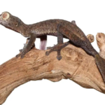 Giant Leaf Tail Gecko For Sale