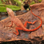 Gold Dust Cherry Anole For Sale