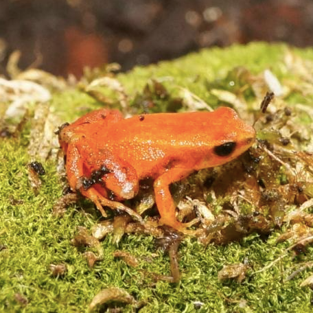 Golden-Mantella-For-Sale.png Golden Mantella For Sale - Image 1