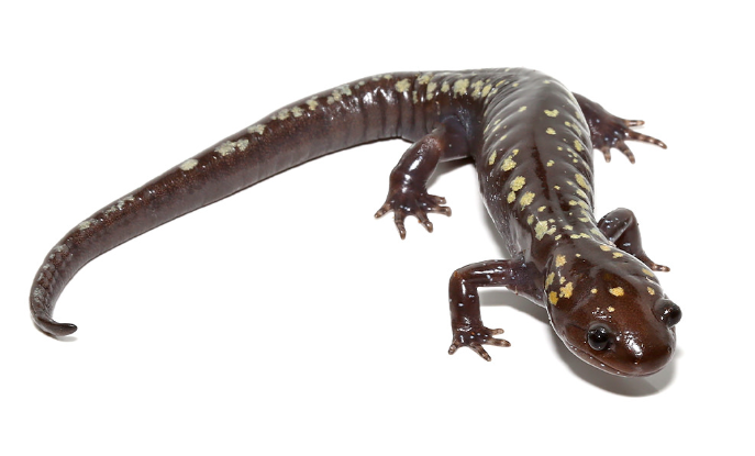 Golden-Snowflake-Spotted-Salamander.png Golden Snowflake Spotted Salamander For Sale - Image 1
