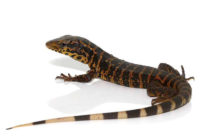 Golden-Tegu-for-Sale.png Golden Tegu for Sale - Image 1