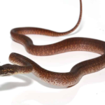 Granite Carpet Python For Sale