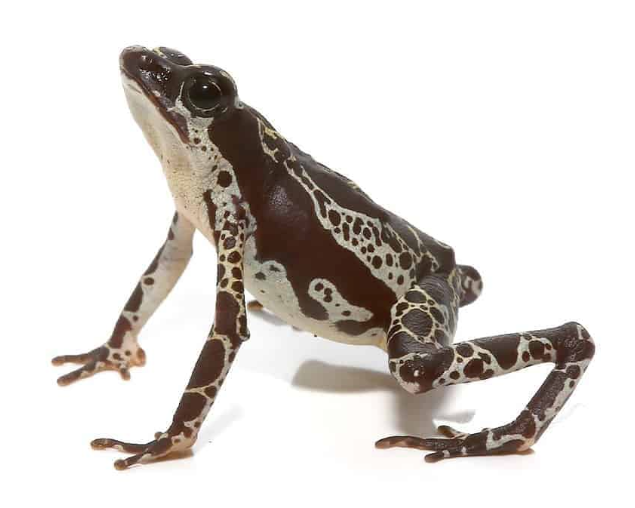 Green-Harlequin-Toad.png Green Harlequin Toad For Sale - Image 1