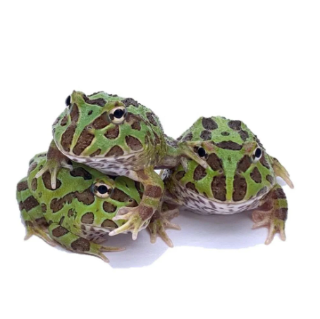 Green-Pacman-Frog-for-Sale.png Green Pacman Frog for Sale - Image 1