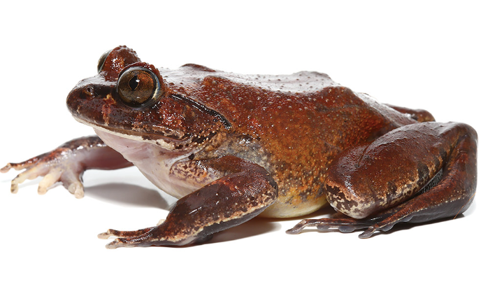 Hairy-Frog-e1756307020363.png Hairy Frog For Sale - Image 1