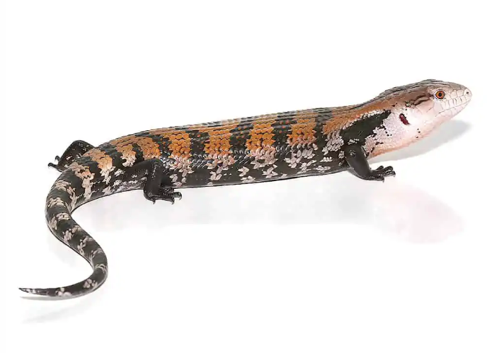 Halmahera-Blue-Tongue-Skink.png Halmahera Blue Tongue Skink For Sale - Image 1