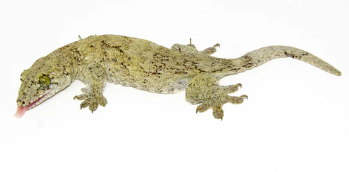 Halmahera-Giant-Gecko-for-Sale.webp Halmahera Giant Gecko for Sale - Image 1