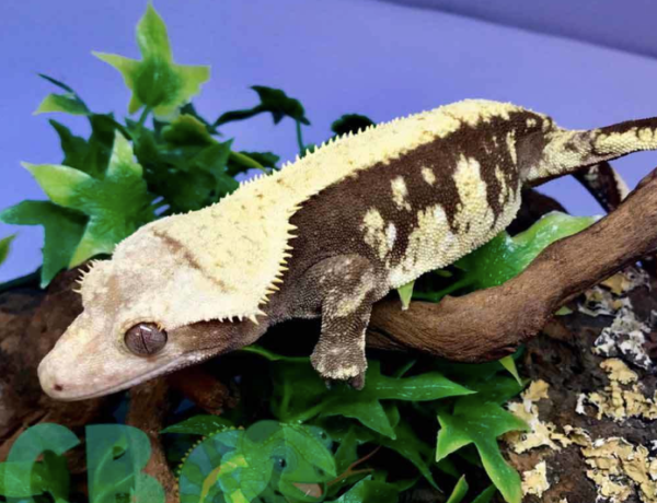 Harlequin-Crested-Gecko-600x460-1.png Harlequin Crested Gecko For Sale - Image 1
