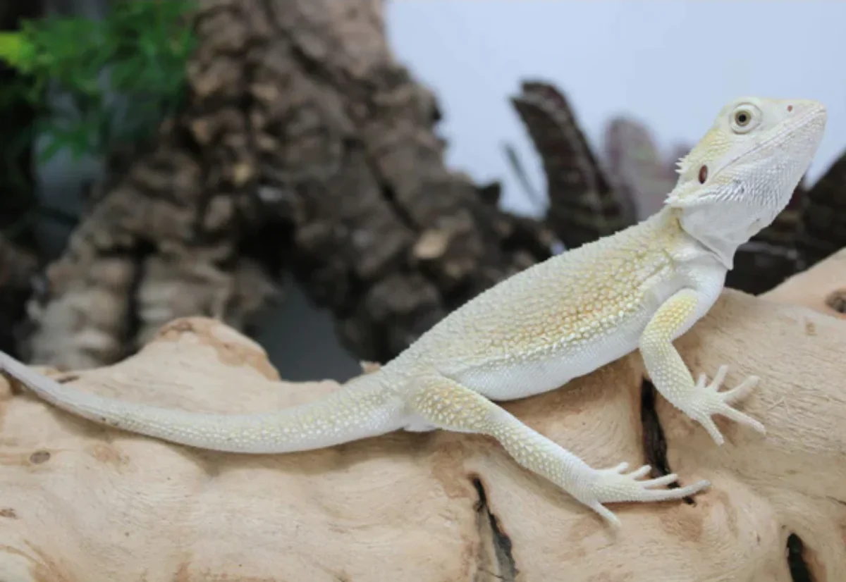 Hypo-Witblits-Bearded-Dragon-e1754547127402.webp Hypo Witblits Bearded Dragon For Sale - Image 1