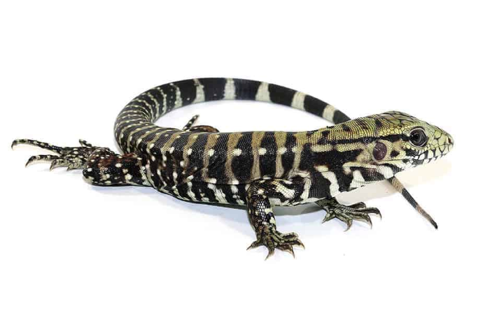 Ice-Tegu-Het-Albino.png Ice Tegu Het Albino For Sale - Image 1