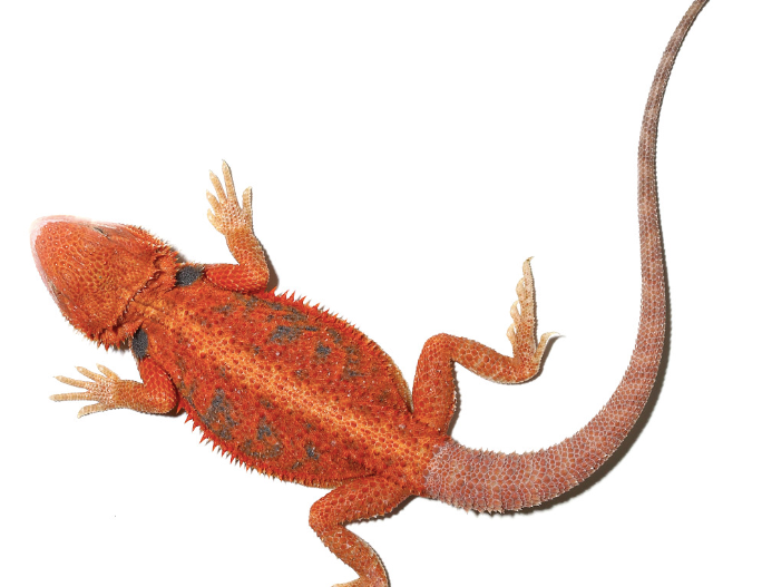 Inferno-Blue-Bar-Bearded-Dragon-11-14-Inch-e1754548010663.png Inferno Blue Bar Bearded Dragon For Sale 11-14 Inch - Image 1